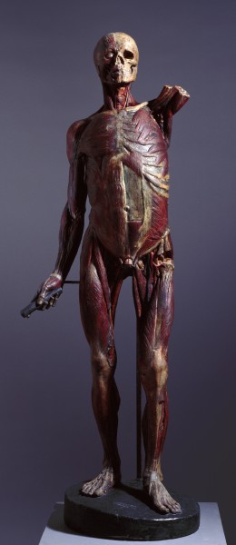 An écorché figure of a man standing, his left arm raised (broken above the elbow), and his right hand holding a baton