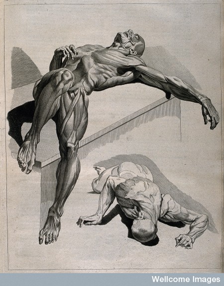 An écorché figure, lying supine on a slab, with left arm extended; below, the figure is shown lying prone